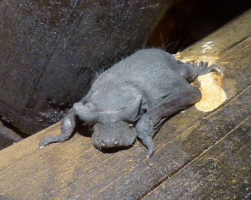 Angolan free-tailed bat